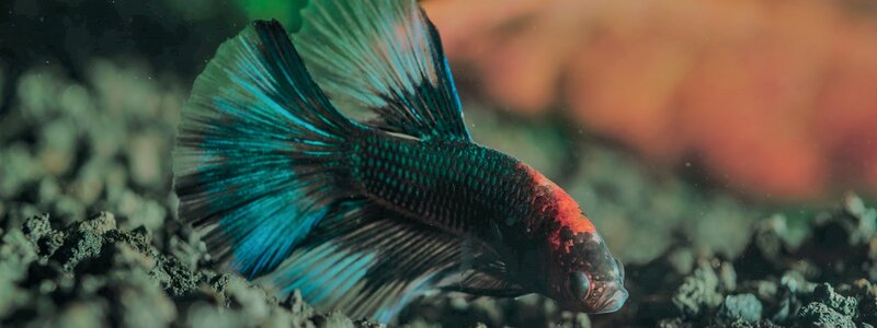 Betta fish