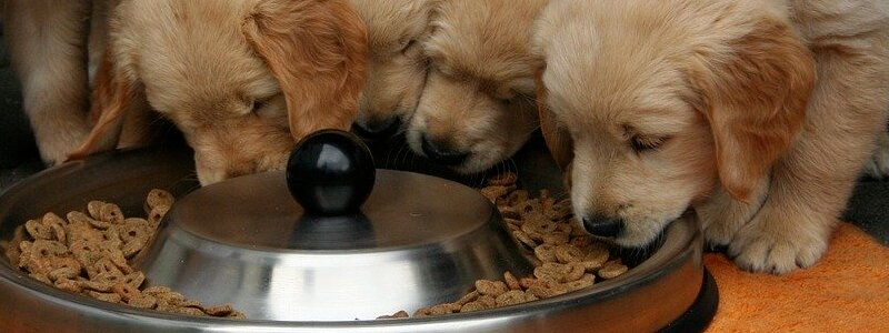 dog nutrition guide
