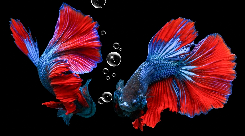macro-4639396_1280 betta fish