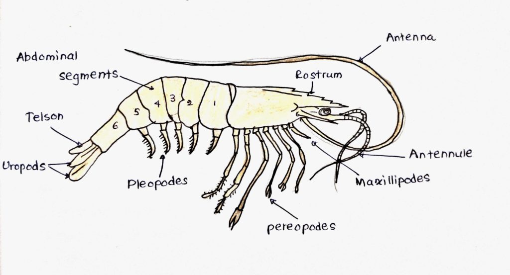 Main parts of a shrimp