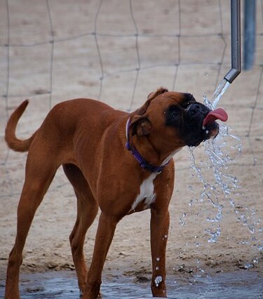 dog drinking water