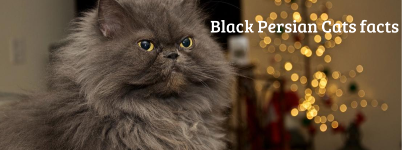 black persian cats facts
