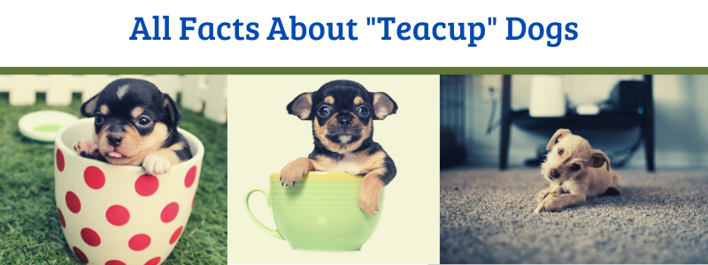 teacup dog facts