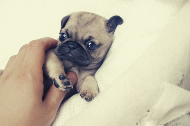 pug