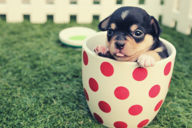 teacup dog