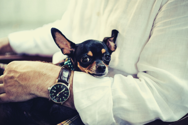 chihuahua teacup dog