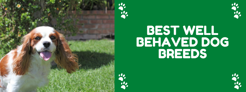 Best well behaved dog breeds