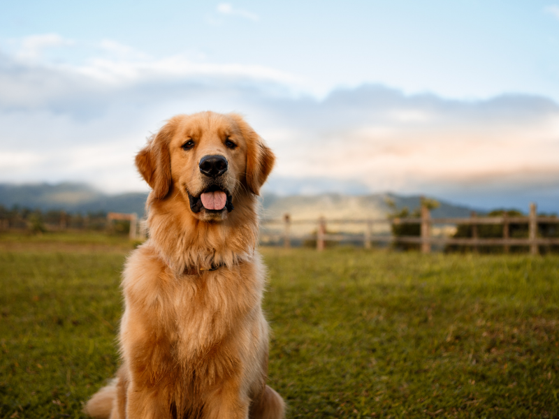 Dog Breeds for First Time Owners Golden Retriever
