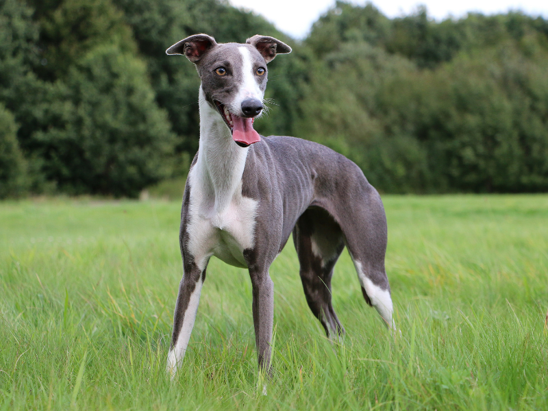 Dog Breeds for First Time Owners Greyhound