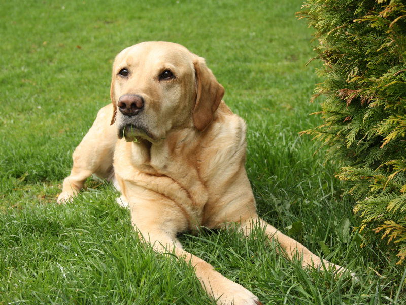 Dog Breeds for First Time Owners Labrador Retriever