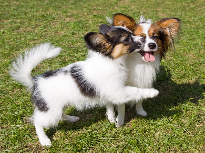 Dog Breeds for First Time Owners Papillon