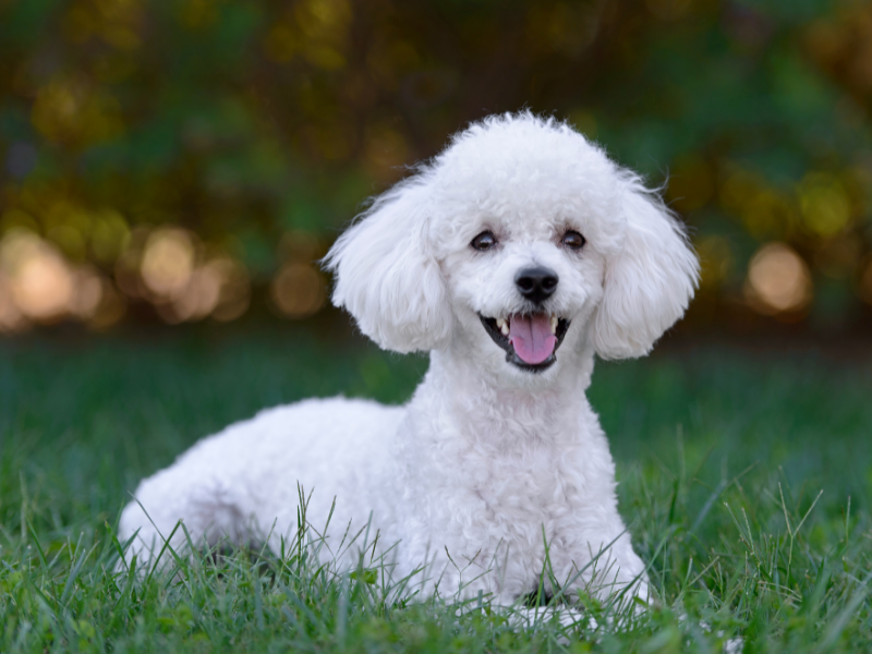 Dog Breeds for First Time Owners poodle