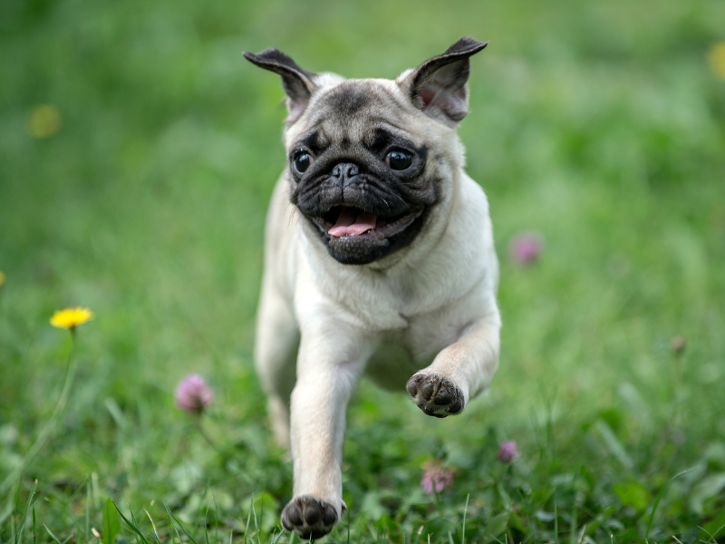 Dog Breeds for First Time Owners pug