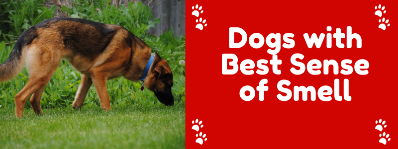 Dogs with Best Sense of Smell