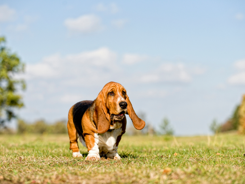 Low Maintenance Dogs Basset Hound