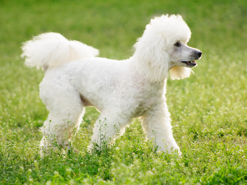 Low Maintenance Dog poodle