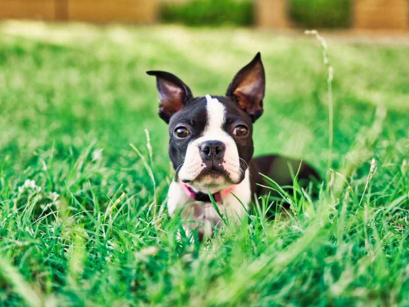 Low Maintenance Dogs Boston Terrier