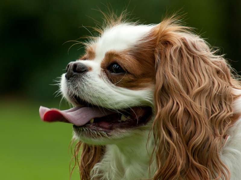 Low Maintenance Dogs Cavalier King Charles Spaniel