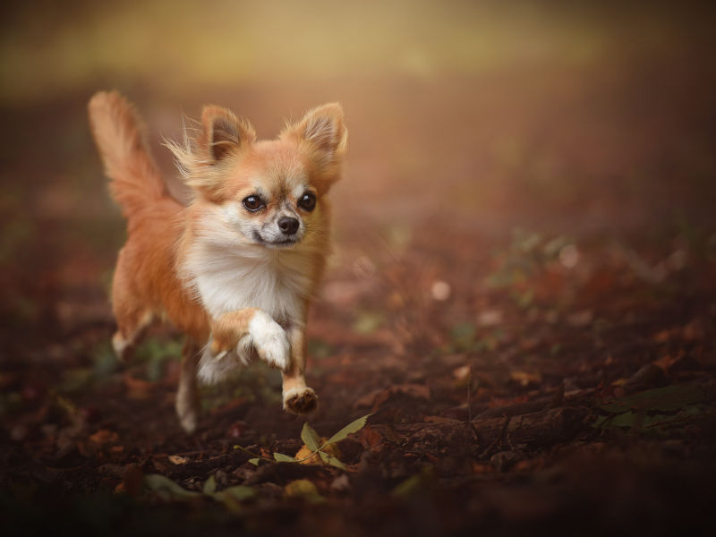 Low Maintenance Dogs Chihuahua