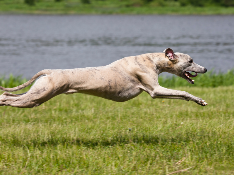Low Maintenance Dogs Greyhound