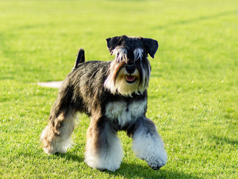 Low Maintenance Dogs Miniature Schnauzer