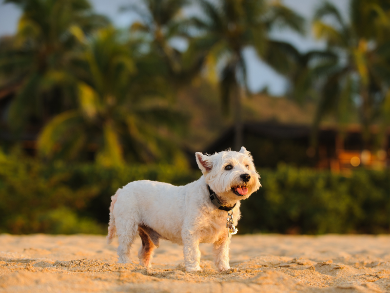 Low Maintenance Dogs West Highland White Terrier