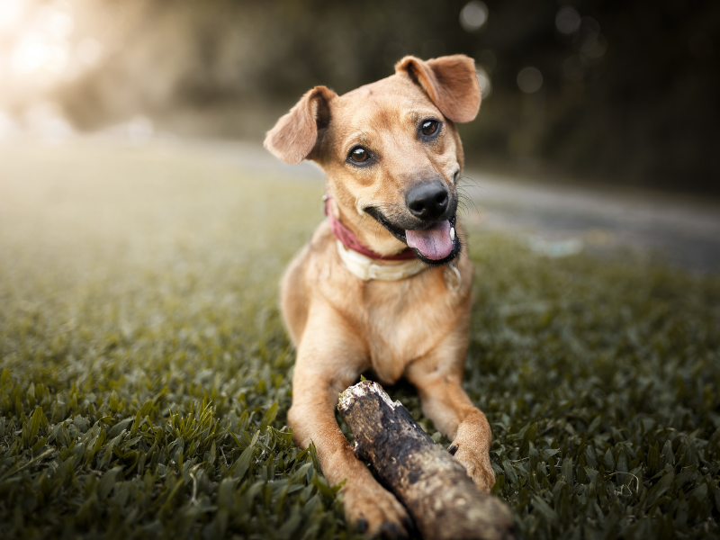 Low Maintenance Dogs mutt