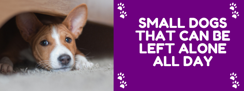 Small Dogs That Can Be Left Alone All Day