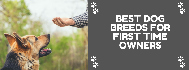 Top 10 Dog Breeds for First Time Owners