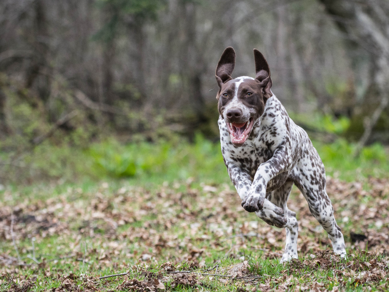 German Shorthaired Pointer