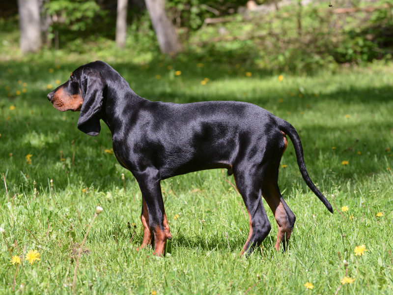 Coonhounds