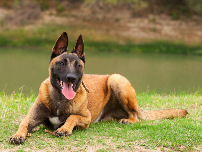 Belgian Malinois
