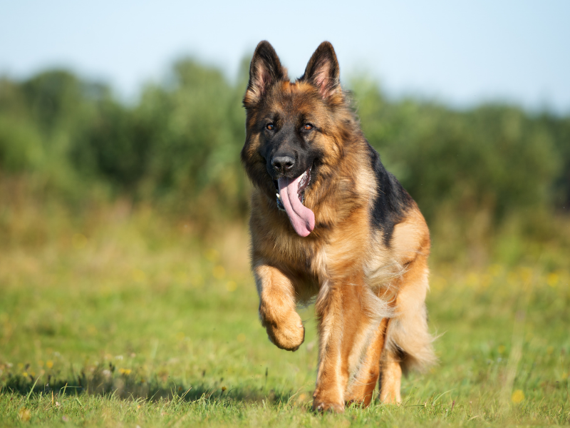 German Shepherd