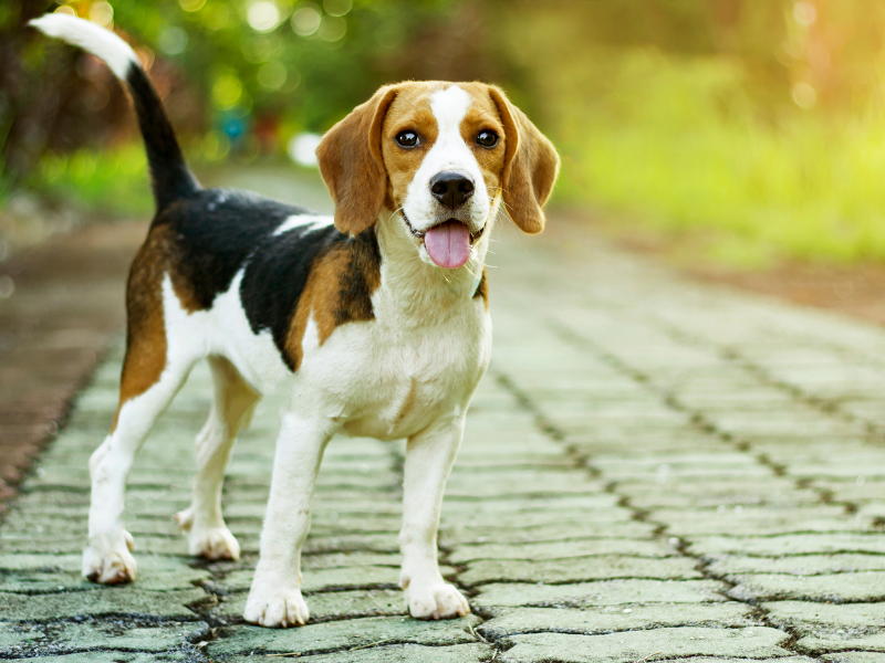 Beagle