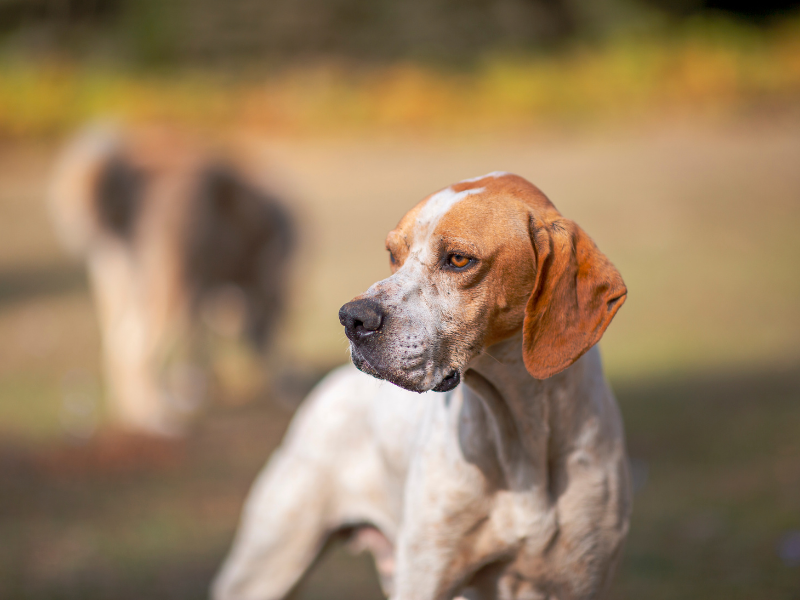 Pointer dog