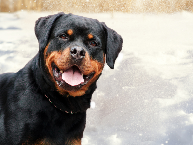 best guard dog breeds - Rottweiler