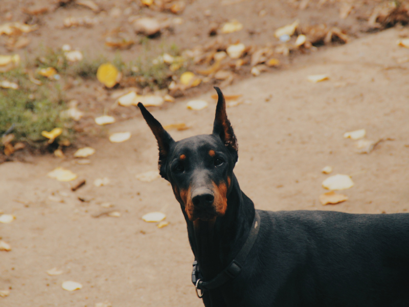 best guard dogs breeds - Doberman Pinscher
