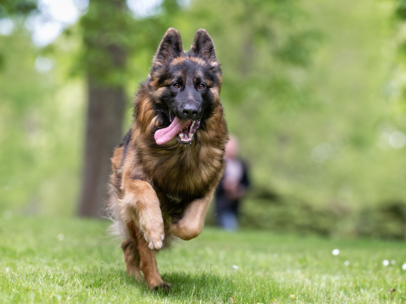 best guard dogs breeds - German Shepherd