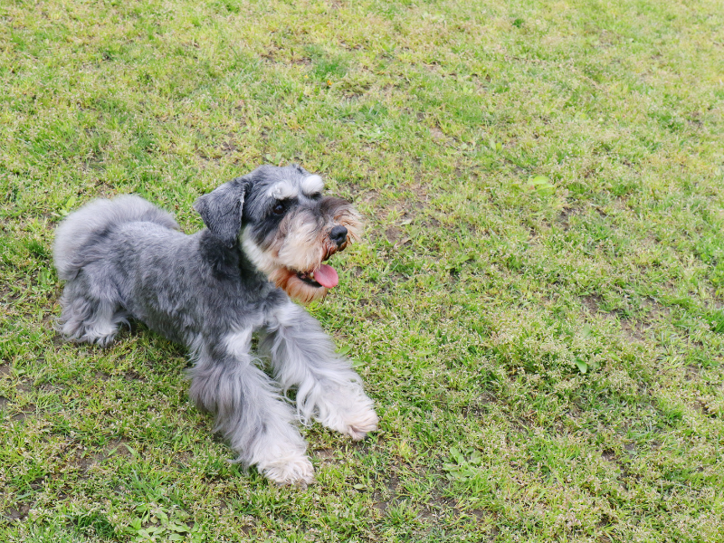 best guard dogs breeds - Miniature Schnauzer