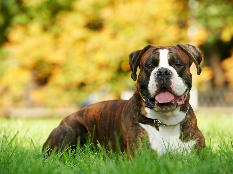best guard dogs breeds - boxer