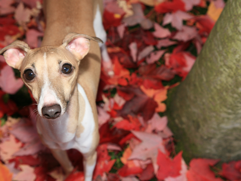 dog breeds you may leave at home - Italian Greyhound