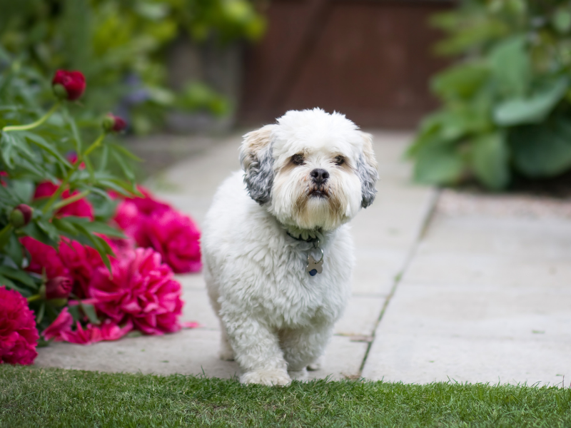 dog breeds you may leave at home - Lhasa Apso