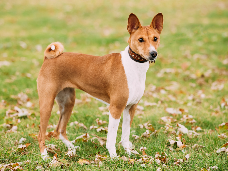 dog that can be left alone - Basenji