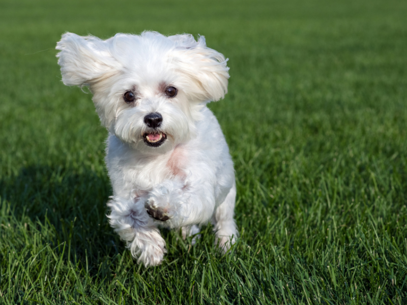 dogs that can be left alone - Maltese