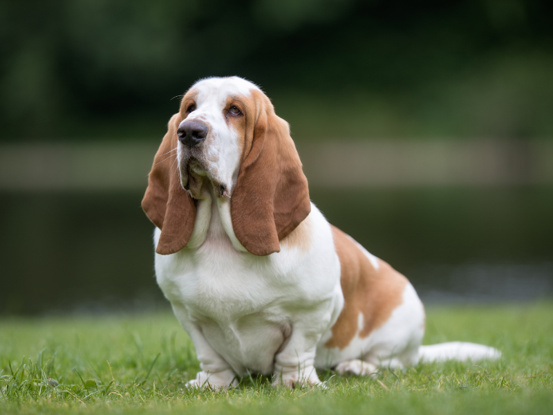 independent small dog breeds - Basset Hound