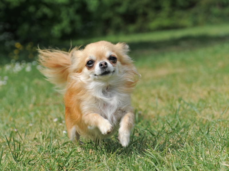 independent small dog breeds - Chihuahua