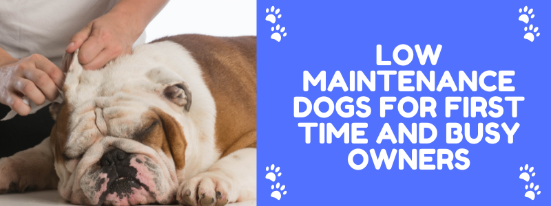 low maintenance dogs for first time and busy owners