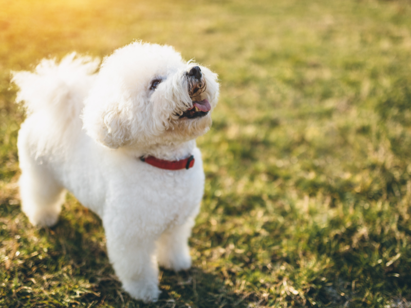 well behaved dogs breeds - Bichon Frise