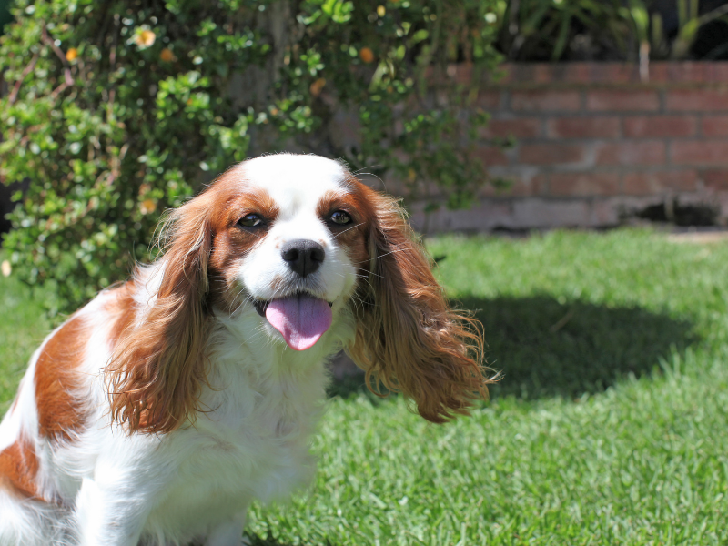 well behaved dogs breeds - Cavalier King Charles Spaniel