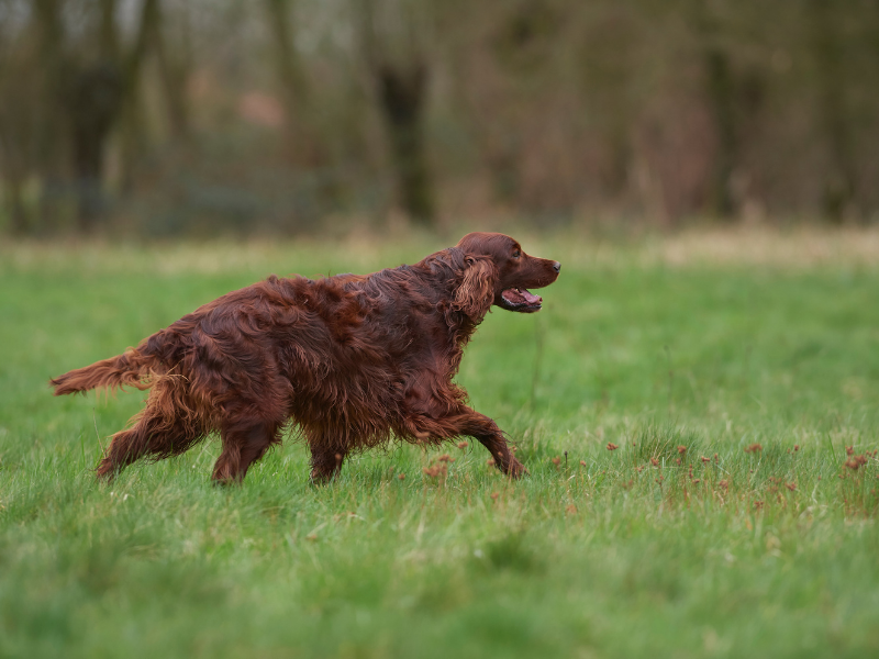 well behaved dog breeds - Irish Setters